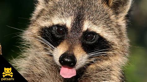 Baby Raccoon Face