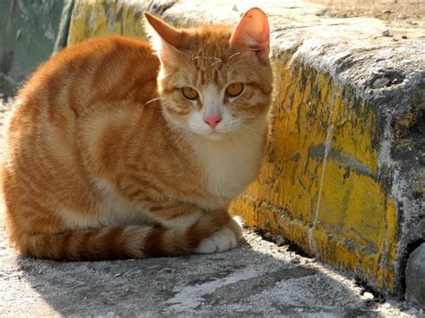 Ücretsiz Resim Sarı Kedi Hayvan Gün ışığı Açık Kentsel Asfalt