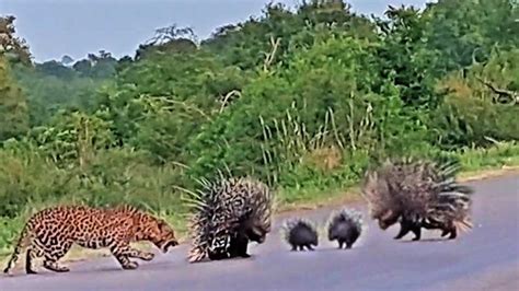 Porcupine Parents Determined to Protect Their Babies from Leopard