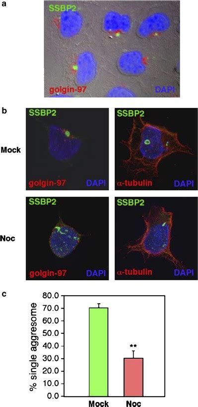 Adenoviral E1B55K Oncoprotein Sequesters Candidate Leukemia Suppressor