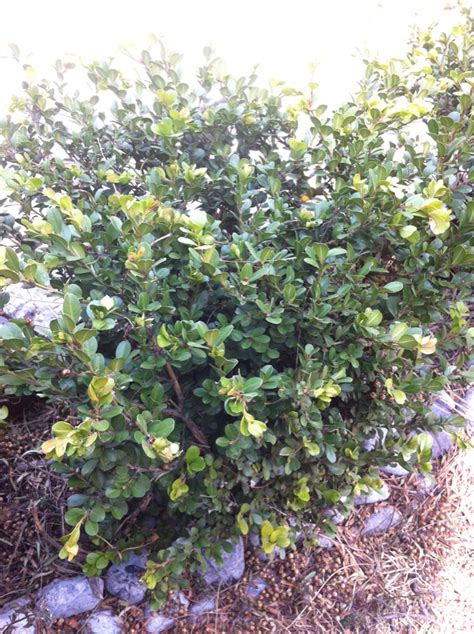 Buxus Microphylla Japonica Plantas Del Pedregal Inaturalist