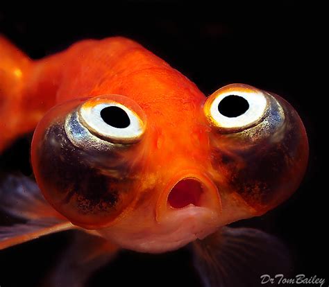 Premium Rare Gold Celestial Eye Goldfish