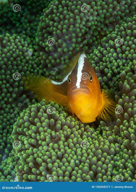 Clownfish Anaranjados De La Mofeta Sandaracinos Del Amphiprion Bangka