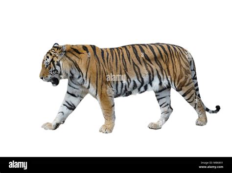 Male Siberian Tiger Isolated On White Background Stock Photo Alamy