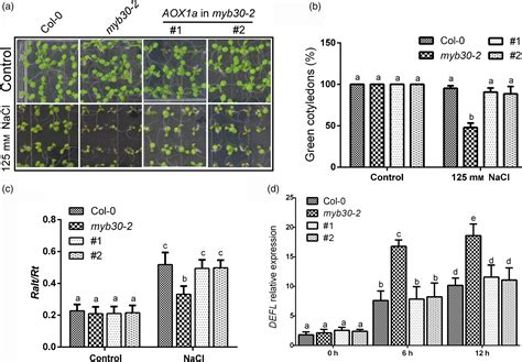 Sumoylation Of Myb30 Enhances Salt Tolerance By Elevating Alternative