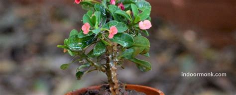 Euphorbia Plant Care & Varieties - Indoor Monk