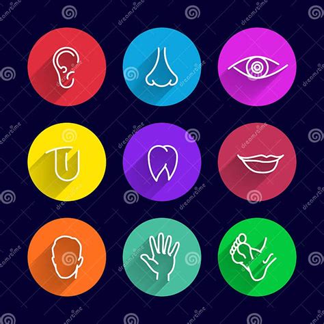 Human Body Parts Stock Vector Illustration Of Anatomy 44609628