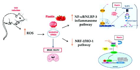 The Effect Of Fisetin On The Key Molecules And Respective Signaling