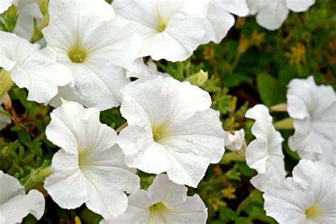 White Petunia Varieties Learn About Growing White Petunia Plants