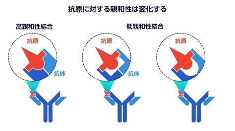 抗体 と 抗原 の 違い