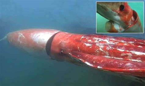 Rare Meter Giant Squid Caught On Camera Cruising Through A Harbor In