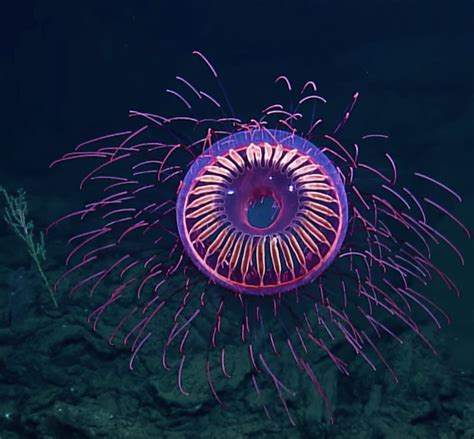 Hiding Beneath the Waves, in Complete Darkness | 𝓞𝓬𝓮𝓪𝓷🌊𝔀𝓪𝓵𝓵, for Deep ...