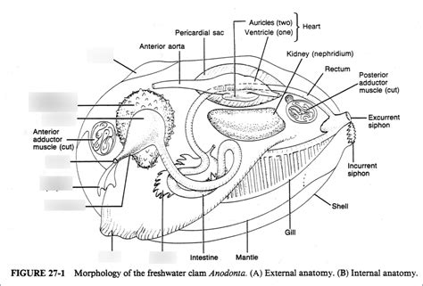 Clam Internal Anatomy