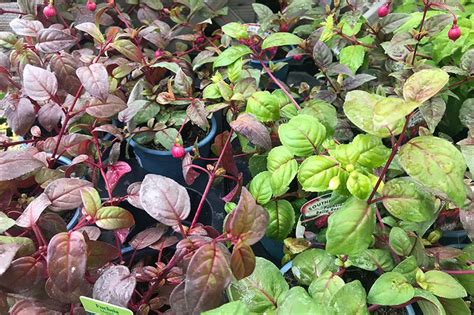 Fuchsia gall mite spreads to Yorkshire | HortWeek