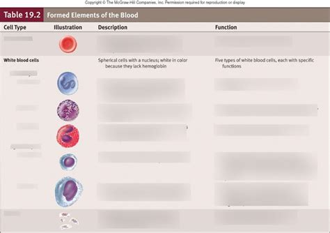 Cell Types Diagram Quizlet