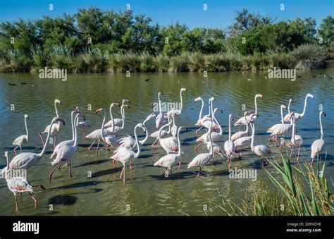 Flamingos In The Camargue Wetlands At The Ornithological Park Of Pont