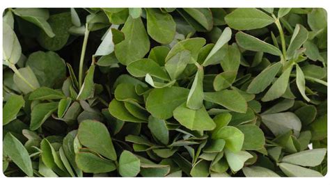 6 Benefits Of Fenugreek: Dosage & Safety | The Botanical Institute