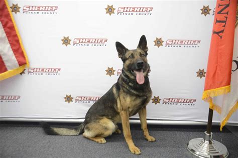 Putnam County Sheriffs Office K9s Harlin And Mikey To Get Donation Of