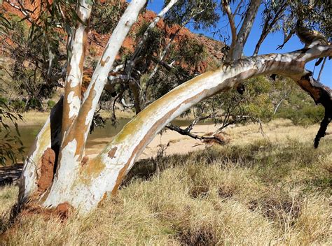 price  red gum tree  sara huff blog