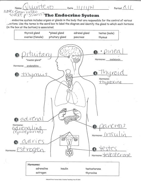 Endocrine System Worksheet Key