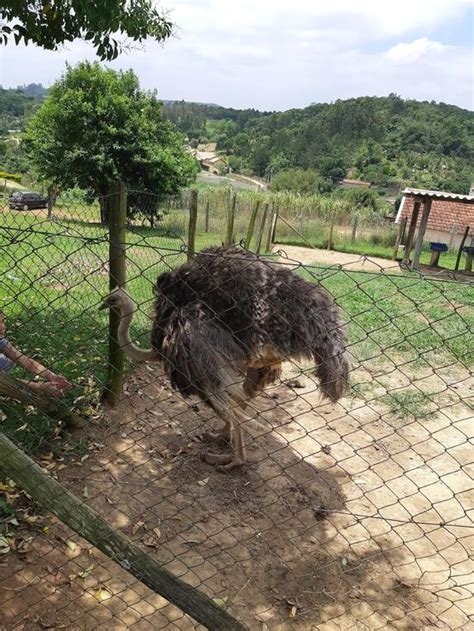 Fazendinha E Restaurante Santa Ad Lia Mairinque Avalia Es De