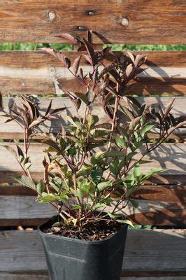 Kostenloser Versand Sambucus Nigra Black Beauty Schwarzer