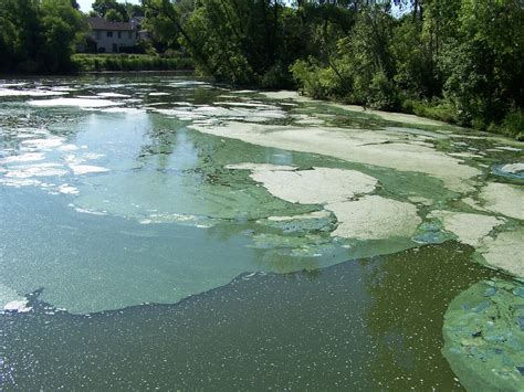 Algae-Blooms - 2010