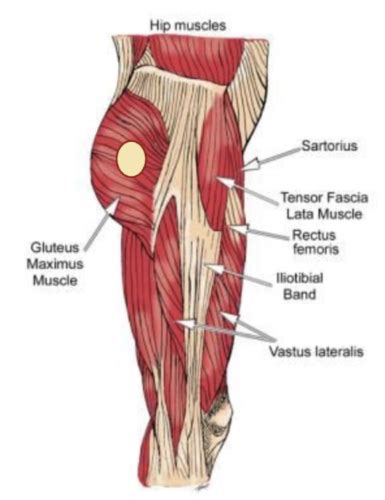 Conditions Of The Hip Thigh Knee Ankle Foot Flashcards Quizlet