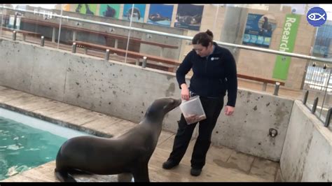 Virtual Visit Training With Our California Sea Lions Youtube