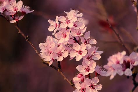 Wiśniowe Kwiaty Sakura Różowe Darmowe zdjęcie na Pixabay Pixabay