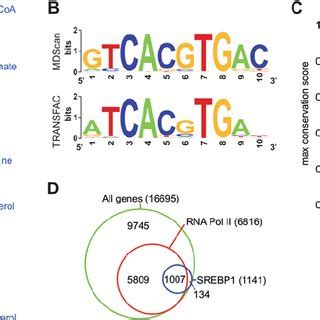 Key Features Of Srebp Target Genes And Binding Sites A The