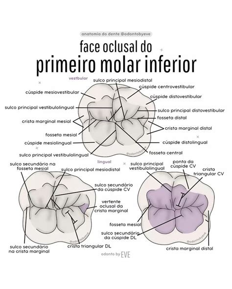 Face Oclusal Do Primeiro Molar Inferior Em 2023 Anatomia Dental