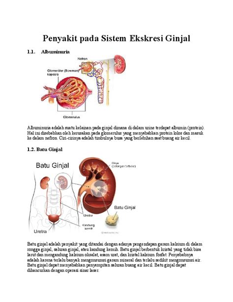 (DOC) Penyakit pada Sistem Ekskresi Ginjal