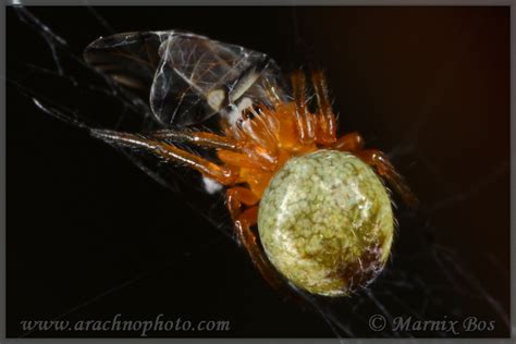 Araneus diadematus | ArachnoPhoto - Spiders of Europe