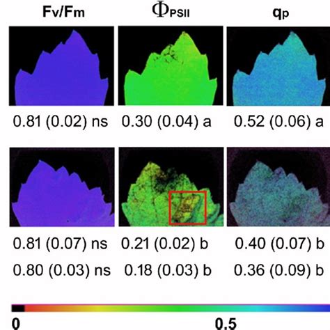 Analysis Of Chlorophyll A Fluorescence Parameters Potential