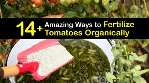 Fertilize Your Tomatoes Diy Tomato Food Solutions