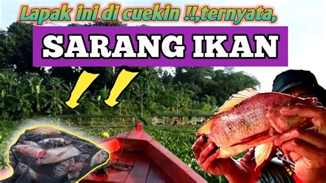 Rakus Begini Kalau Ikan Kelaparan Umpan Turun Langsung Disambar