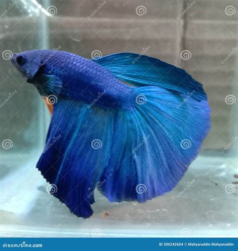 Ikan Cupang Biru Jantan Blue Betta Fish Stock Photo Image Of Cupang