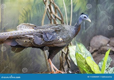 Pheasant Argus Great Argus Stock Image Image Of Pattern Pheasant