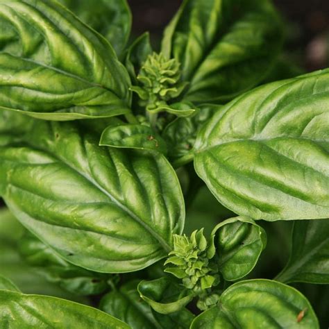 Sweet Basil | Star Nursery Garden and Rock Centers