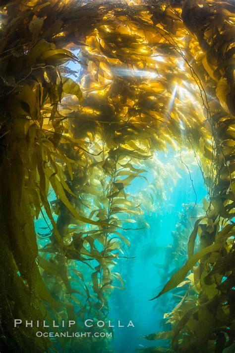 Sunlight Streams Through Giant Kelp Forest Macrocystis Pyrifera