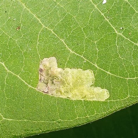 Milkweed Leaf Miner Fly From Lake Shore Md Usa On July