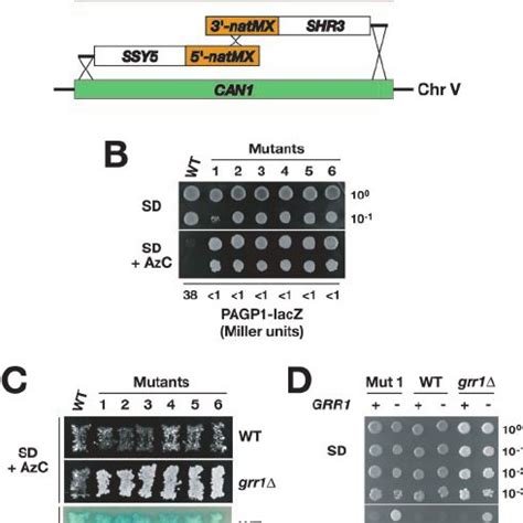 Model Of The Amino Acid Induced Sps Sensing Pathway The Latent Nature