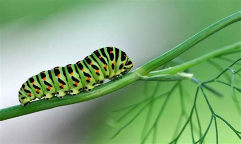 How To Get Rid Of Caterpillars On Plants