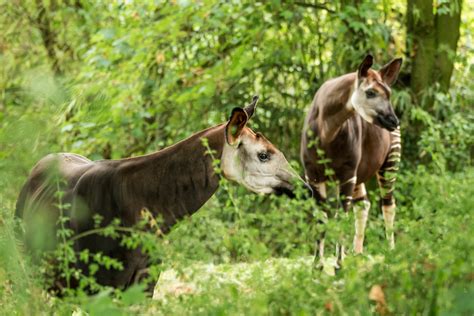 Okapi Conservation Project