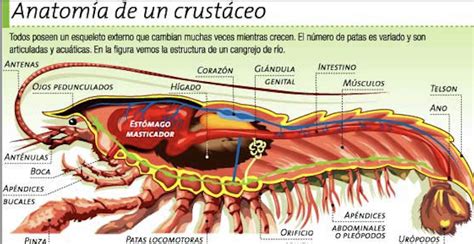 ¿sabías Qué El Corazón De Los Camarones Se Encuentra En