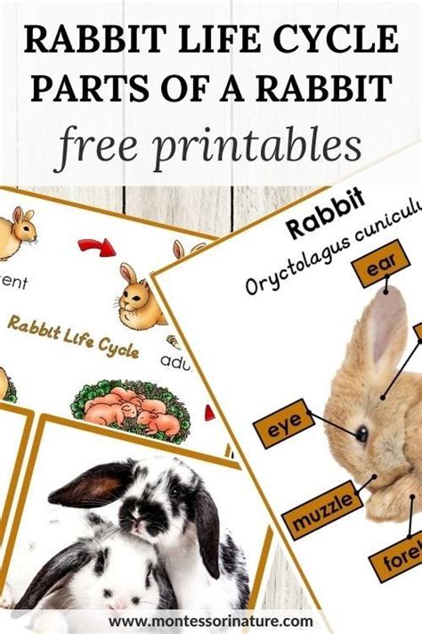 Rabbit Life Cycle And Parts Of A Rabbit Printable Montessori Nature