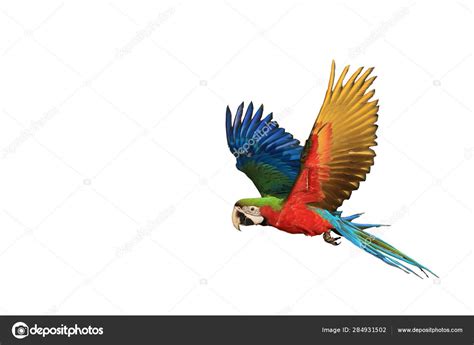 One Macaw Parrot Flying — Stock Photo © napat3689 #284931502