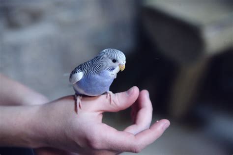 How To Properly Take Care Of Your Bird The Singapore Travel