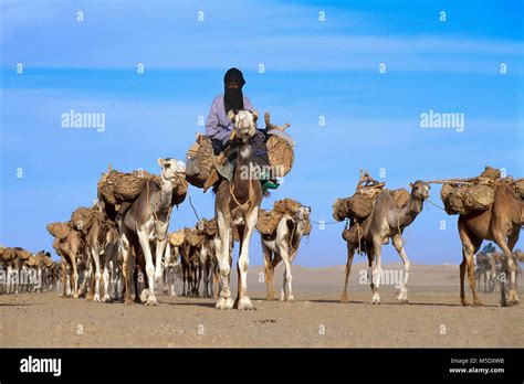 Niger Agadez Sahara Desert Sahel Tenere Desert Tuareg Tribe